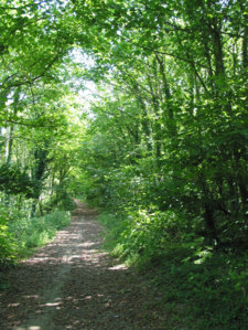 friston-forest.jpg