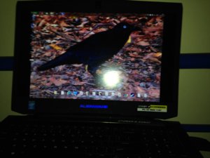 IMG_0313[1].JPG