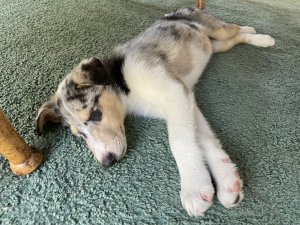 IMG_1295.jpeg