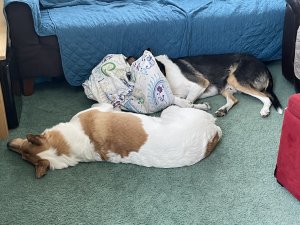 IMG_1329.jpeg