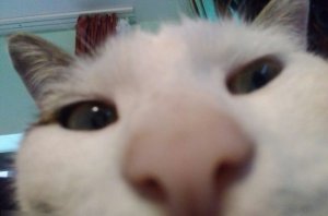 95e0a1fdbb2e8aef8355f73dcb301f00395a08ee25bc8741bbf8bc12534a0ea4_1_1.jpg
