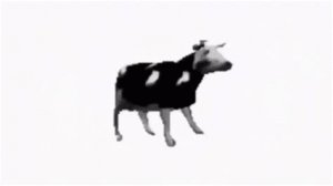 cow.jpg