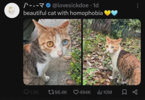 cat.png