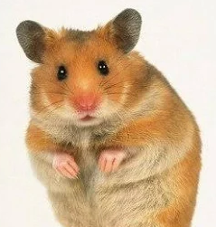 hamster.png