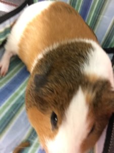 image.jpeg