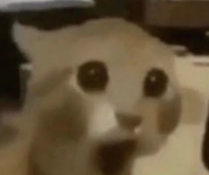 shockedcat.png