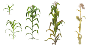 Corn.png