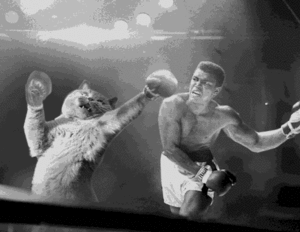 CatvsAli.gif
