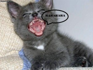 laughing_cat.jpg