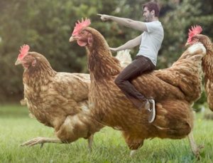 ChickPic.jpg