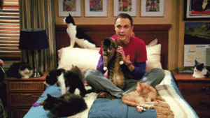bigbangtheorycats.gif