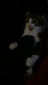 image.png