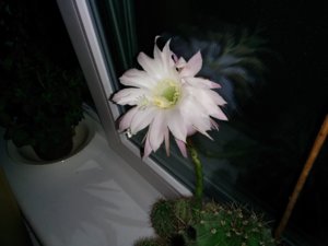 IMG_20140622_223348.jpg