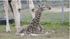 11210108_baby-animals-standing-for-the-first-time_t827a762f.gif