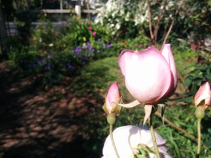 IMG_20160916_093100.jpg