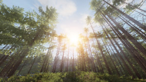 Forest.jpg