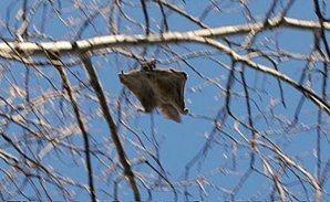 330px-Flying_squirrel_in_a_tree.jpg