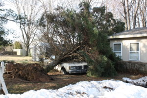 fallentree2010005.jpg