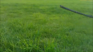 ee0253b.gif