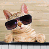 cat_piano.gif