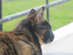 IMG_0923.JPG