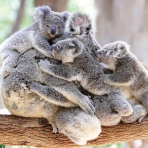 Koala.jpg
