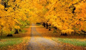 nice-flower-fall-wallpaper.jpg
