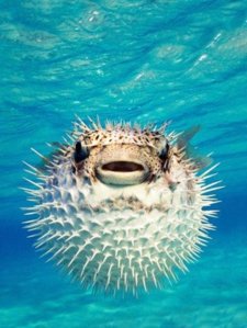 l-Puffer-Fish.jpg