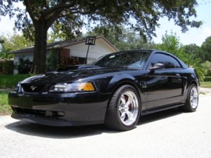 stang.jpg