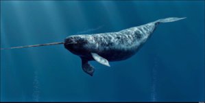 animals--crazy-animals-that-actually-exist--the-narwhal--4122119.jpg