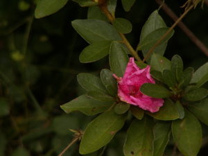 PICT3012.jpg