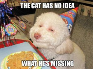 stoner-dog-10-dog-meme-8.jpg
