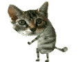 image.gif