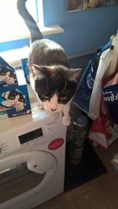 minnie.jpg