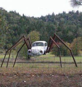 beetle.jpg