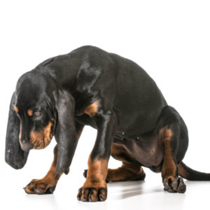 ashamed-dog-shutterstock_202624006-400x400.jpg