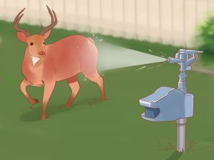 Break-Up-a-Deer-Fight-Step-12-Version-2.jpg