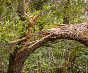Broken tree.jpg