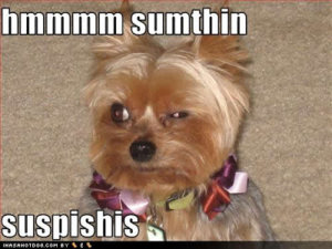 susphisis.jpg