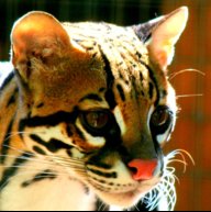TheAwesomeOcelot