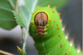 Mr Caterpillar