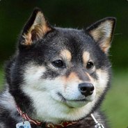 SpicyDoggo