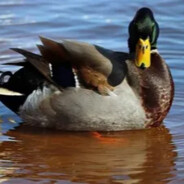 Communist Duck