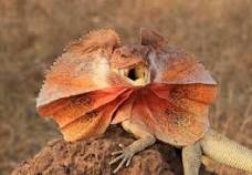 God_Lizards