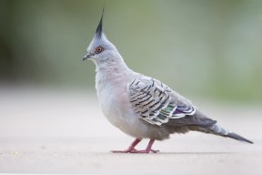 iLikeBirds