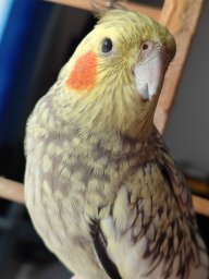 Birdy67