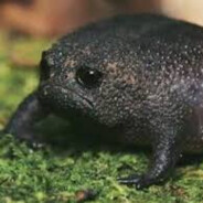 phroogo