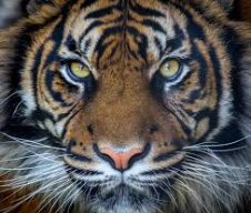 Supertijger63