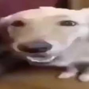 Morzet