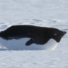 Narwhal